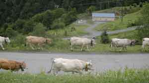 la mongie, tourmalet, la mongie tourmalet, location meublée, montagne, particulier, proche, pistes, pieds des pistes, garage, randonnées, ski, été, hiver, cure thermale,